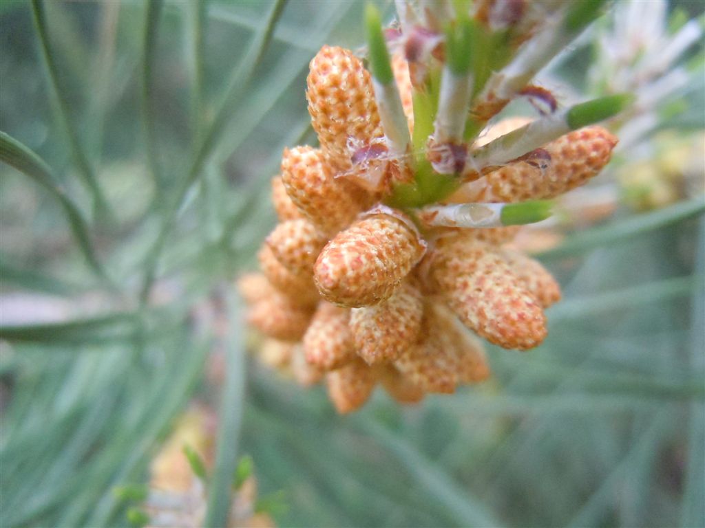 Albero da identificare...Pinus?